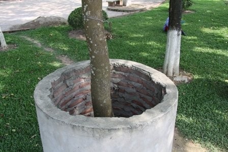Đường kính của “ống cống dựng ngược” này chừng 1 mét, bao xung quanh gốc cây, và vẫn chừa diện tích để thân cây phát triển.